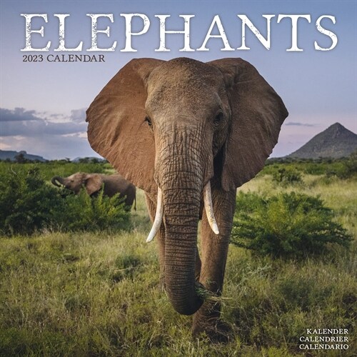 Elephants 2023 Wall Calendar (Calendar)