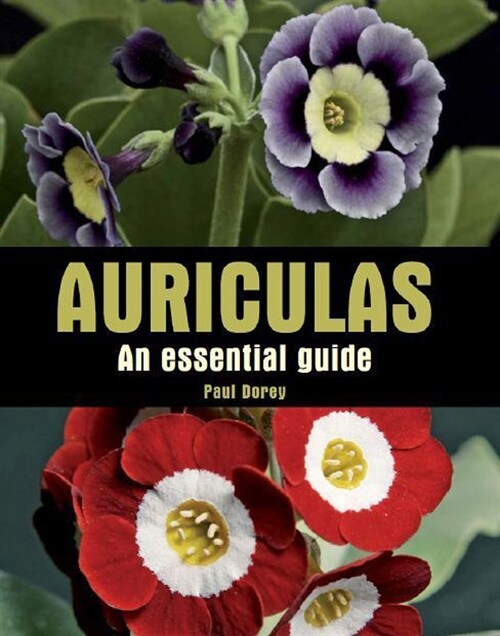 Auriculas : An Essential Guide (Paperback)