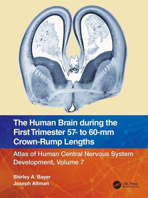 The Human Brain during the First Trimester 57- to 60-mm Crown-Rump Lengths : Atlas of Human Central Nervous System Development, Volume 7 (Paperback)