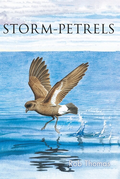 The Storm-petrels (Paperback)