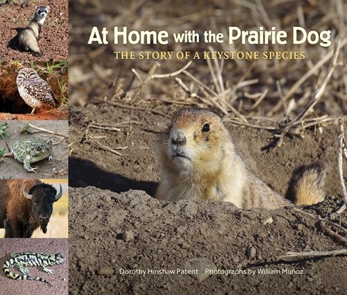 At Home with the Prairie Dog: The Story of a Keystone Species (Hardcover)