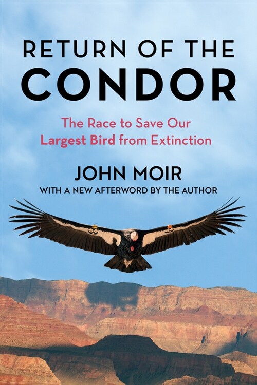 Return of the Condor: The Race to Save Our Largest Bird from Extinction (Paperback)