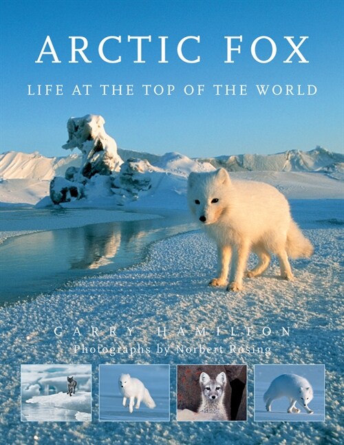 Arctic Fox: Life at the Top of the World (Paperback)