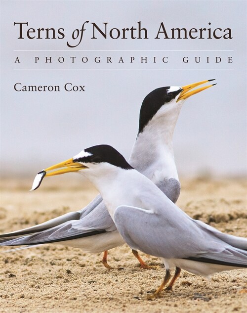 Terns of North America: A Photographic Guide (Paperback)