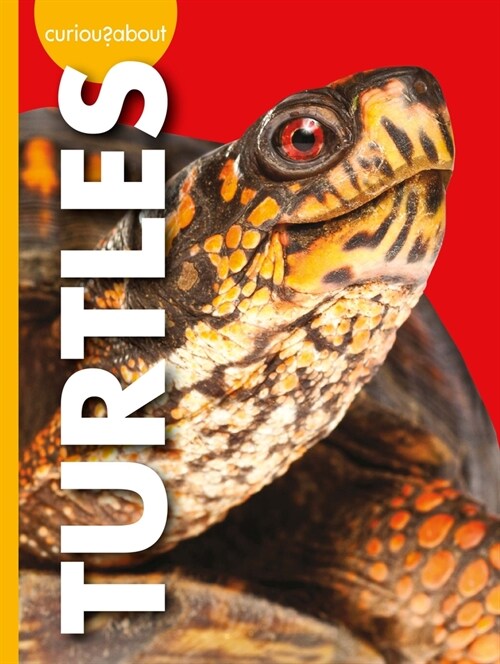 Curious about Turtles (Library Binding)