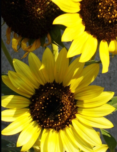 More New Mexico Sunflowers (Paperback)