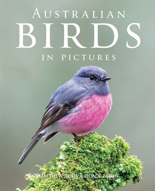 Australian Birds in Pictures (Paperback)