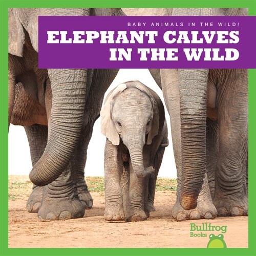 Elephant Calves in the Wild (Paperback)