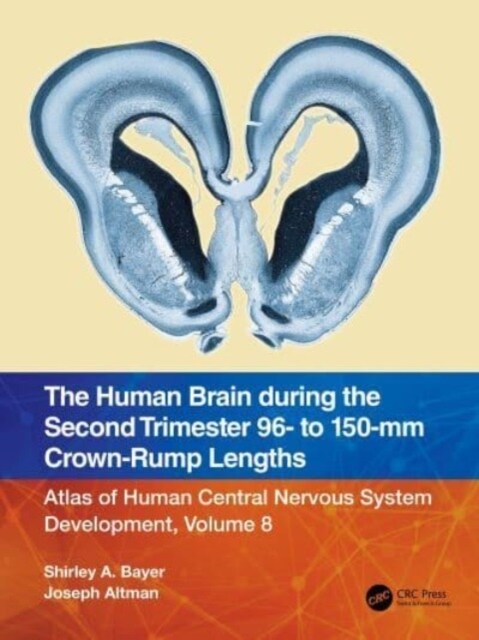 The Human Brain during the Second Trimester 96– to 150–mm Crown-Rump Lengths : Atlas of Human Central Nervous System Development, Volume 8 (Paperback)
