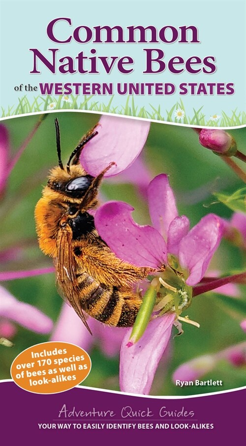 Common Native Bees of the Western United States: Your Way to Easily Identify Bees and Look-Alikes (Spiral)