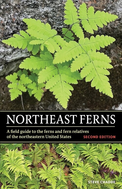 Northeast Ferns: A Field Guide to the Ferns and Fern Relatives of the Northeastern United States (Paperback)