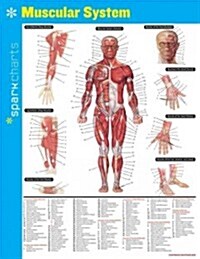 Muscular System Sparkcharts, Volume 44 (Other)