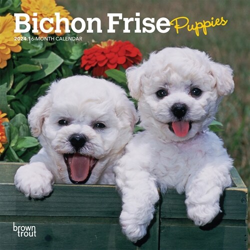 Bichon Frise Puppies 2024 Mini 7x7 (Mini)