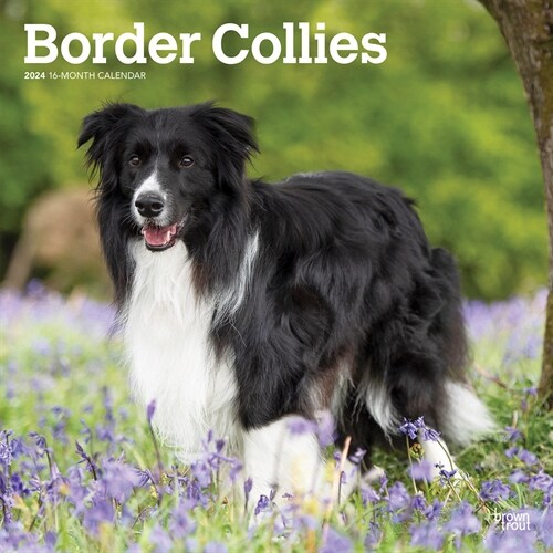 Border Collies 2024 Square (Wall)