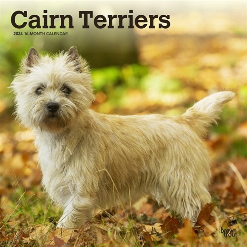 Cairn Terriers 2024 Square (Wall)