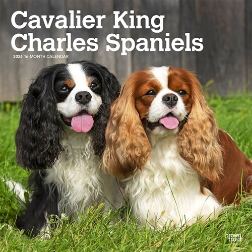 Cavalier King Charles Spaniels 2024 Square (Wall)