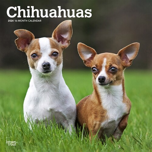 Chihuahuas 2024 Square (Wall)