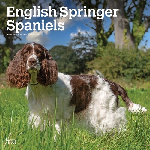 English Springer Spaniels 2024 Square (Wall)