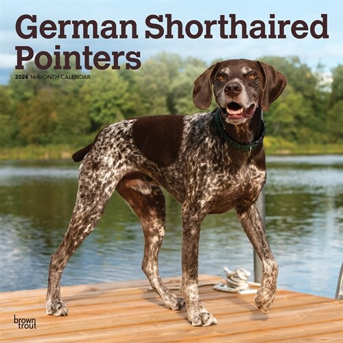 German Shorthaired Pointers 2024 Square (Wall)