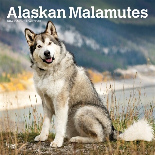 Alaskan Malamutes 2024 Square (Wall)