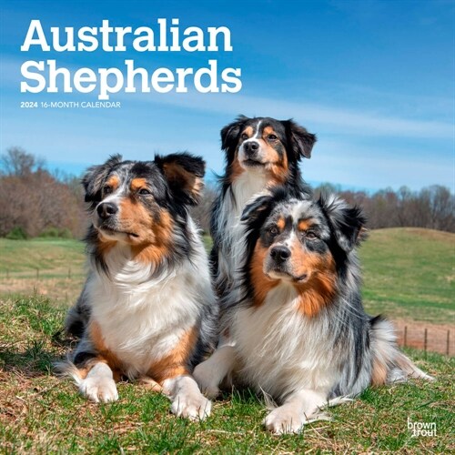 Australian Shepherds 2024 Square (Wall)