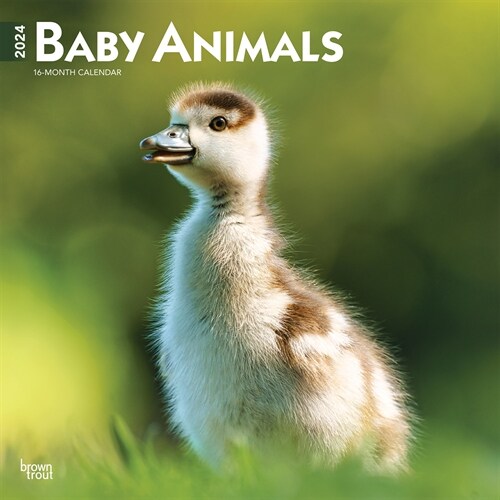 Baby Animals 2024 Square (Wall)