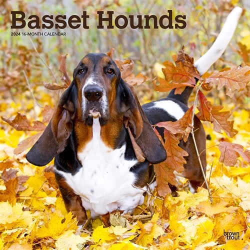 Basset Hounds 2024 Square (Wall)