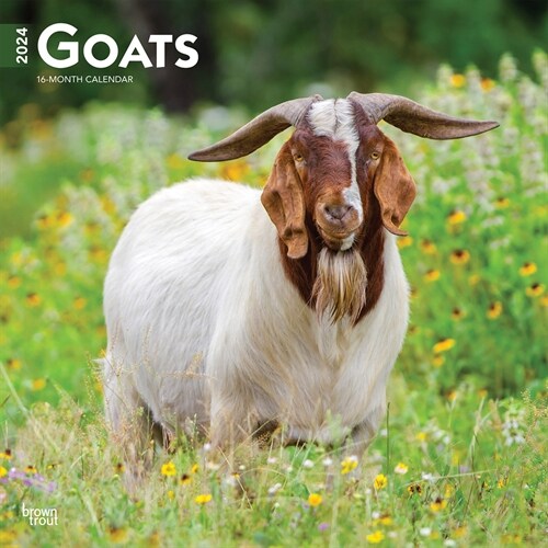 Goats 2024 Square (Wall)