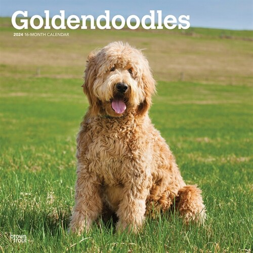 Goldendoodles 2024 Square (Wall)