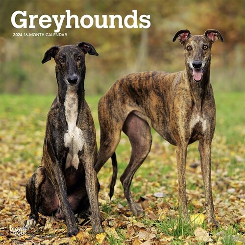 Greyhounds 2024 Square (Wall)