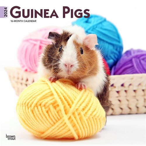 Guinea Pigs 2024 Square (Wall)