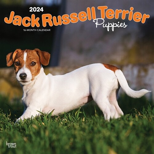 Jack Russell Terrier Puppies 2024 Square (Wall)