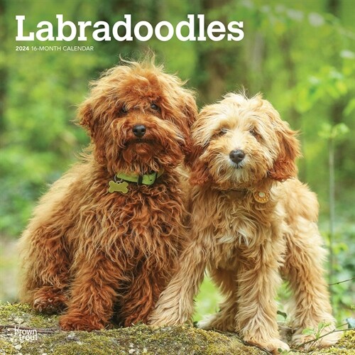 Labradoodles 2024 Square (Wall)