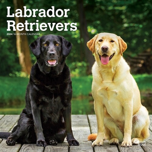 Labrador Retrievers 2024 Square (Wall)