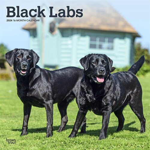 Labrador Retrievers, Black 2024 Square (Wall)