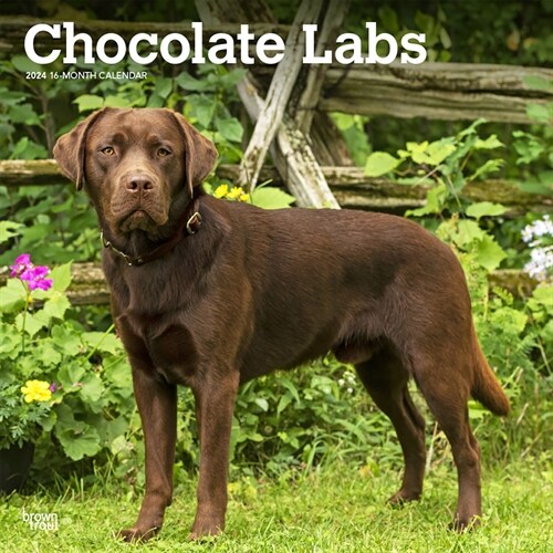 Labrador Retrievers, Chocolate 2024 Square (Wall)