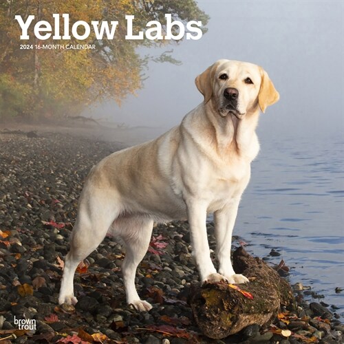 Labrador Retrievers, Yellow 2024 Square (Wall)