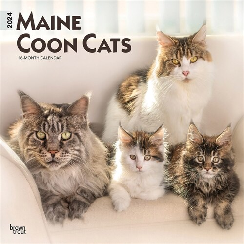 Maine Coon Cats 2024 Square (Wall)