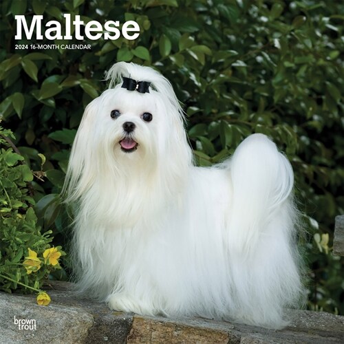 Maltese 2024 Square (Wall)