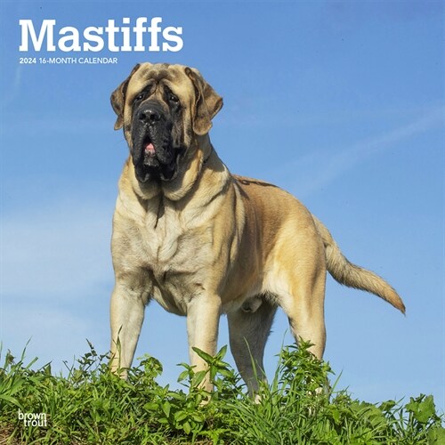 Mastiffs 2024 Square (Wall)