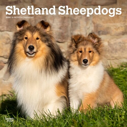 Shetland Sheepdogs 2024 Square (Wall)