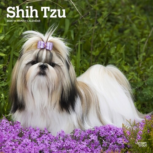 Shih Tzu 2024 Square (Wall)