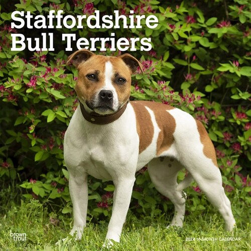 Staffordshire Bull Terriers 2024 Square (Wall)