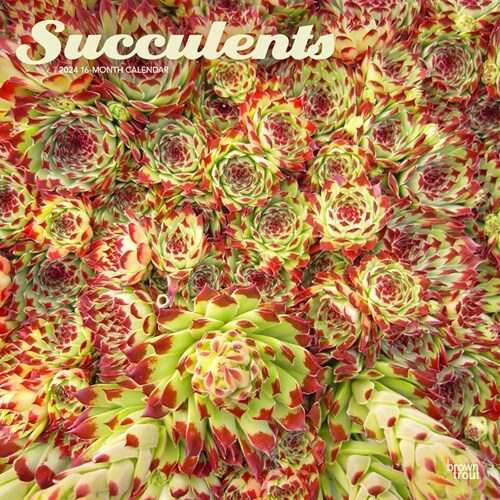 Succulents 2024 Square (Wall)