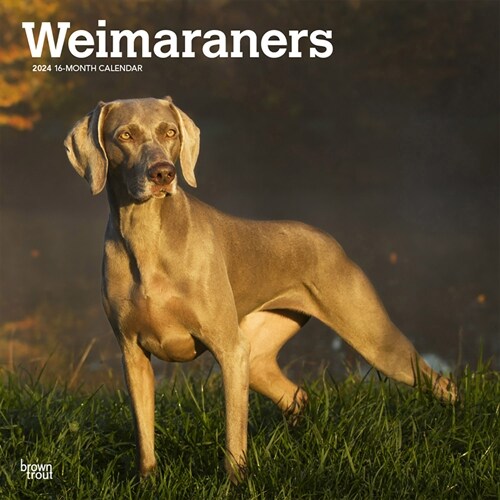 Weimaraners 2024 Square (Wall)