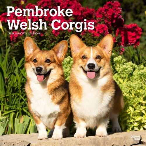 Welsh Corgis, Pembroke 2024 Square (Wall)
