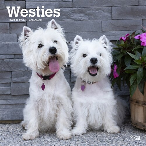 West Highland White Terriers 2024 Square (Wall)