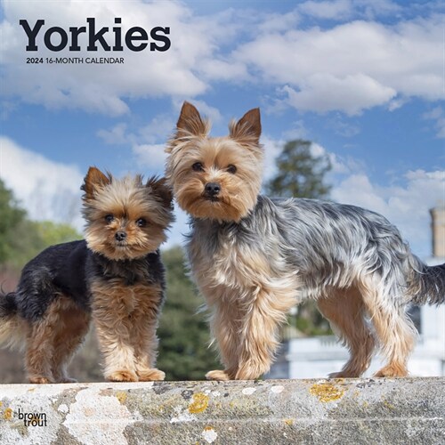 Yorkshire Terriers 2024 Square (Wall)