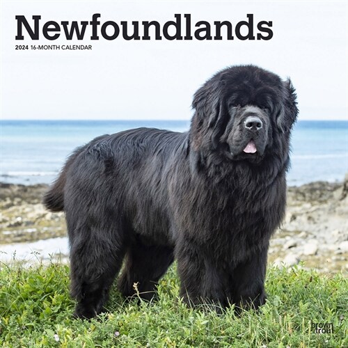 Newfoundlands 2024 Square (Wall)