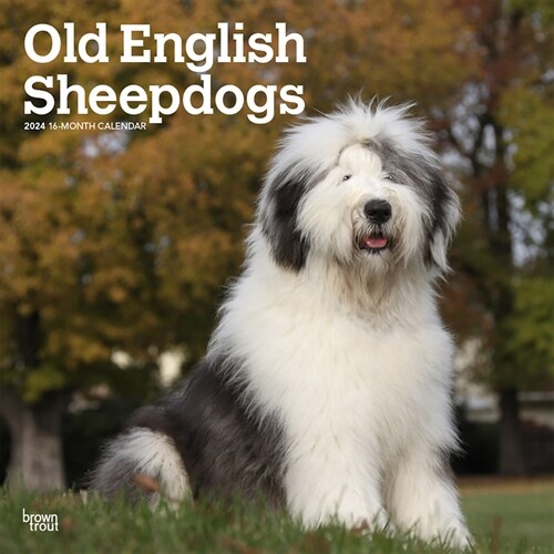Old English Sheepdogs 2024 Square (Wall)